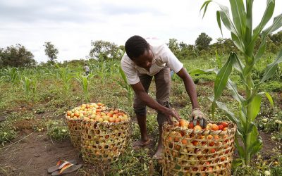 Online training course on Green Economy Indicators﻿﻿